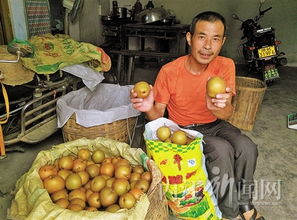 突破農(nóng)副產(chǎn)品銷售瓶頸 果香不怕巷子深